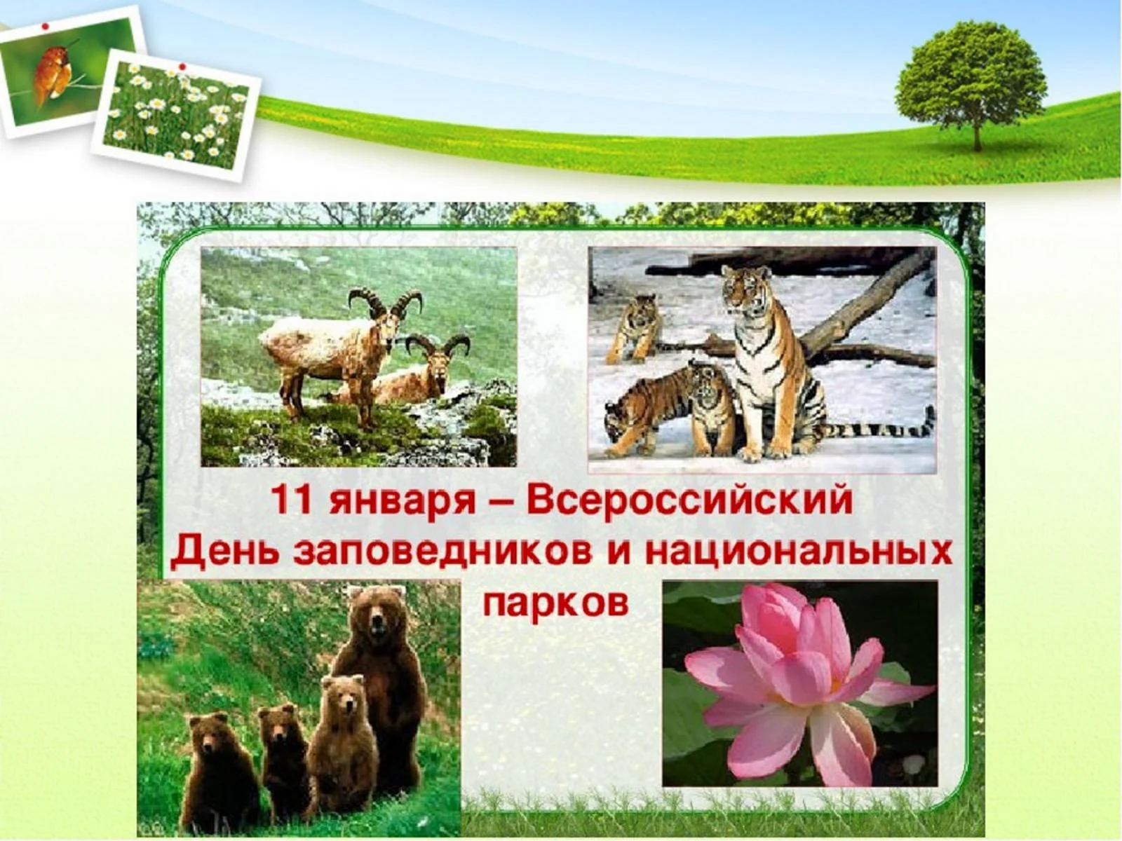 11 Января Всероссийский день заповедников и национальных парков