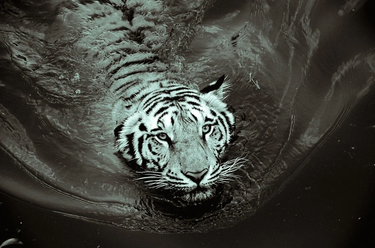 2022 Год черный водяной тигр