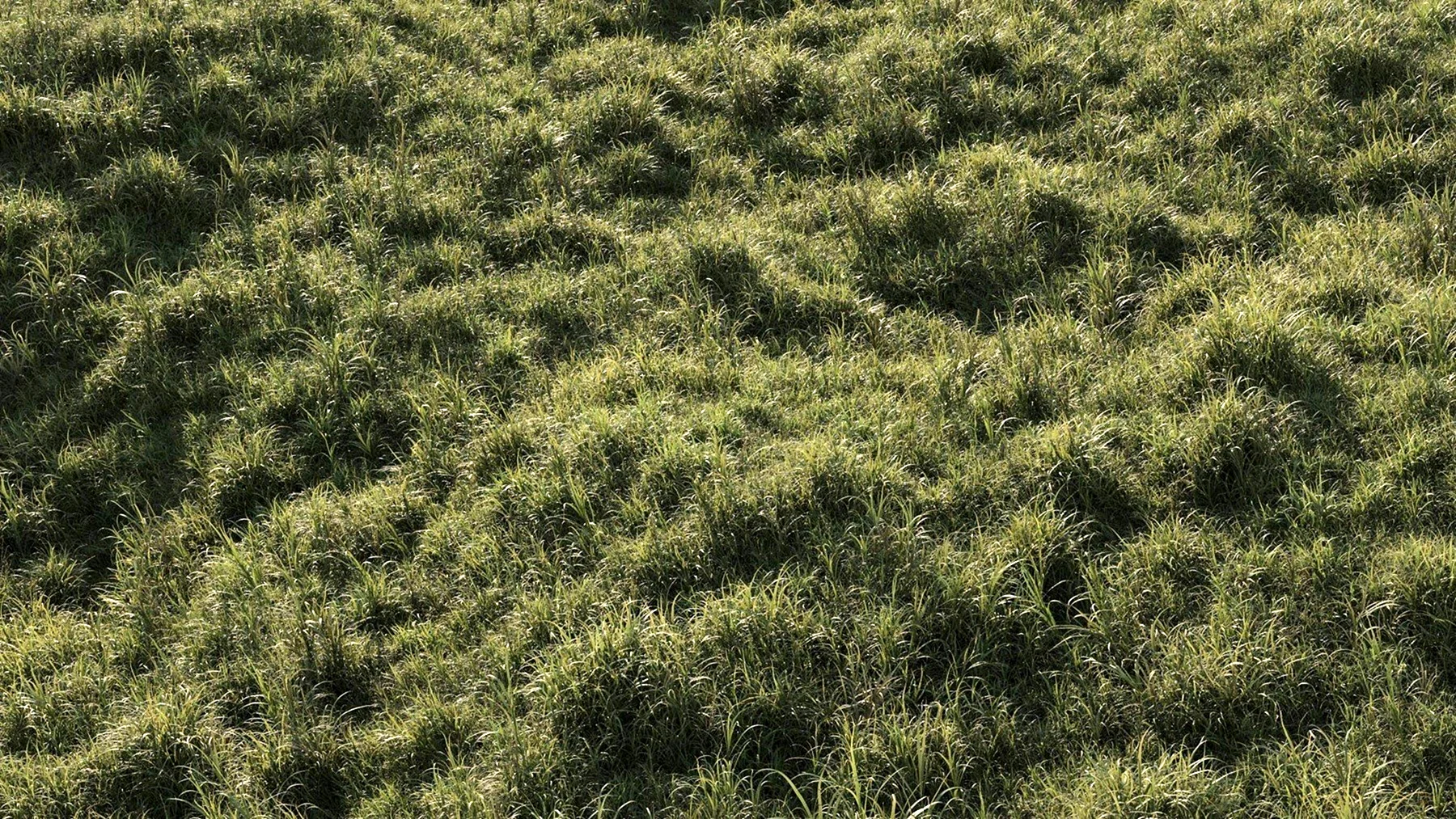 3ds Max газон hq grass
