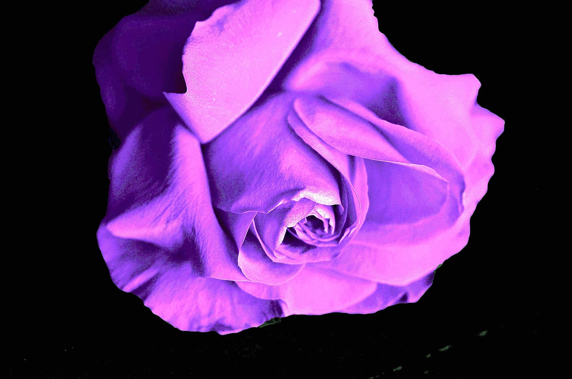 51 Пурпурная роза Purple Kenya
