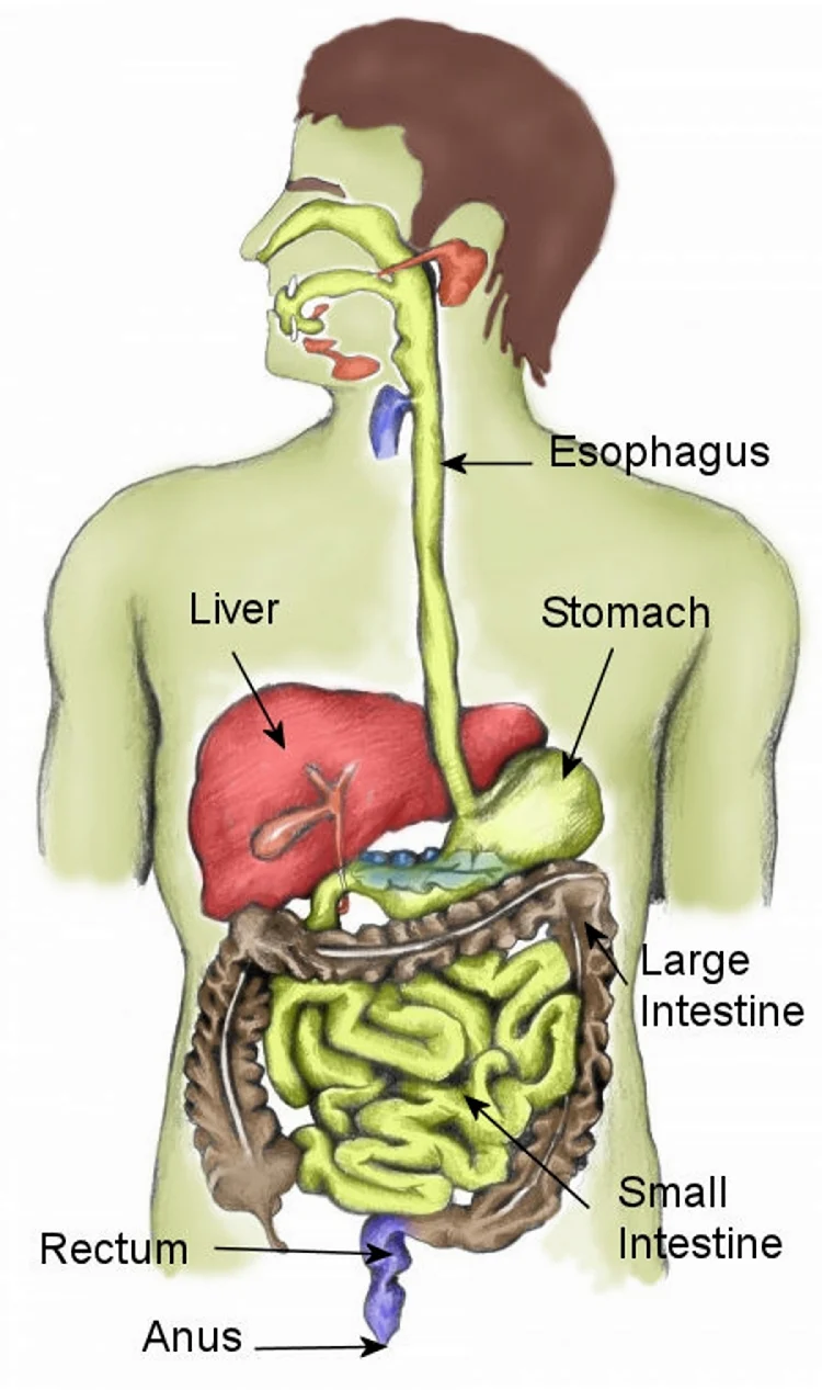 A diagram of the Digestive