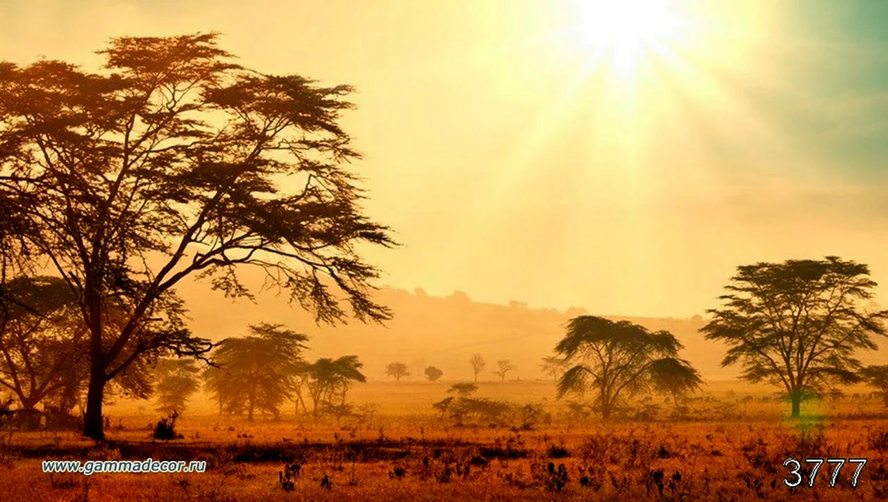 Африка пустыня Саванна джунгли