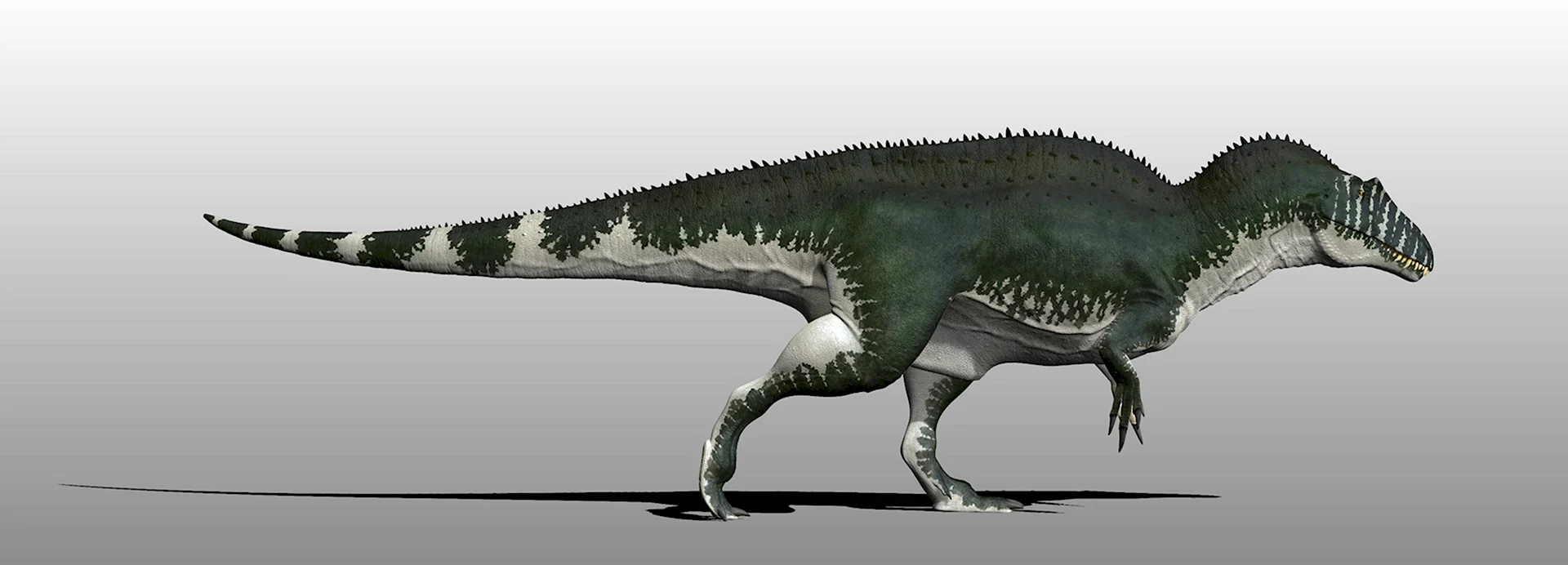 Акрокантозавр Бермуда