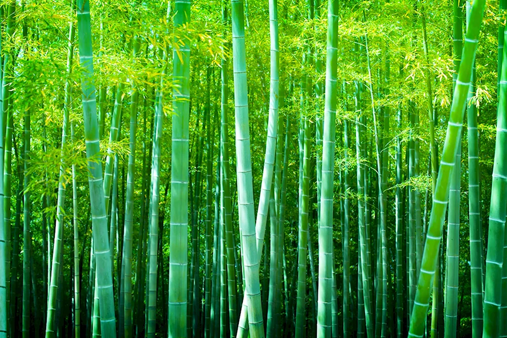 Аквариум бамбуковый лес