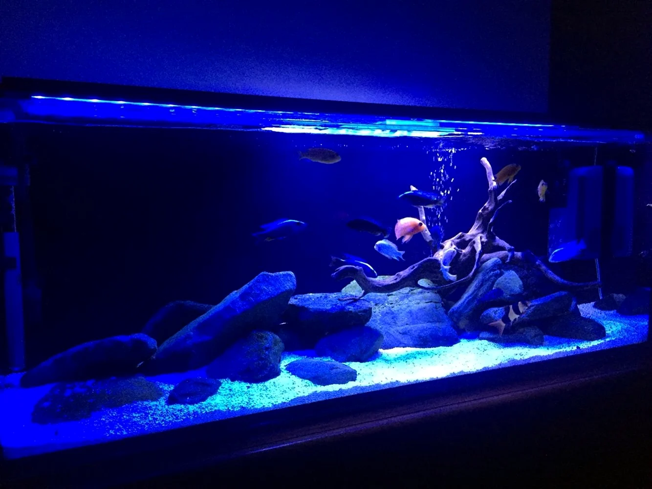 Аквариум цихлидник с синей подсветкой