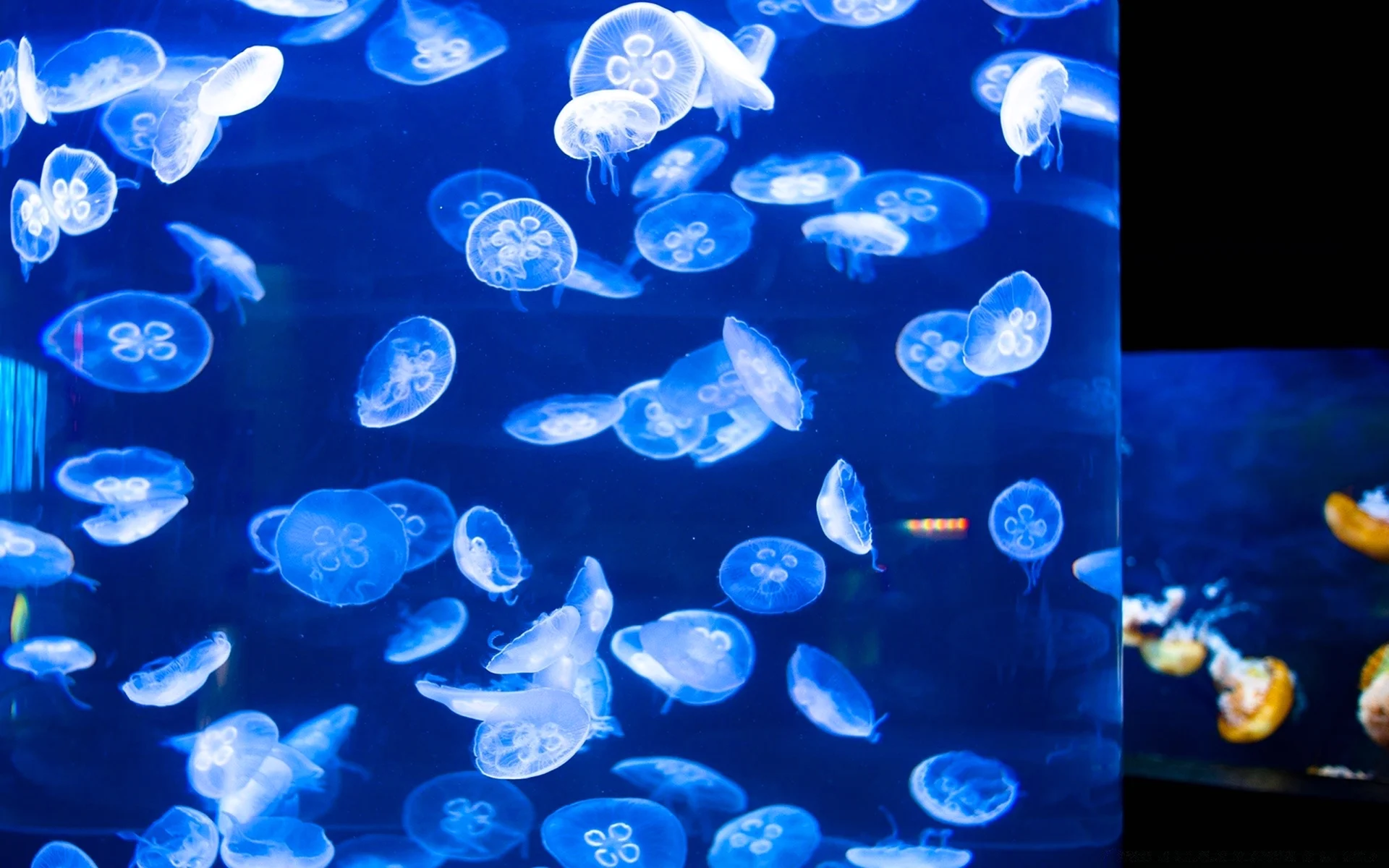 Аквариумные медузы
