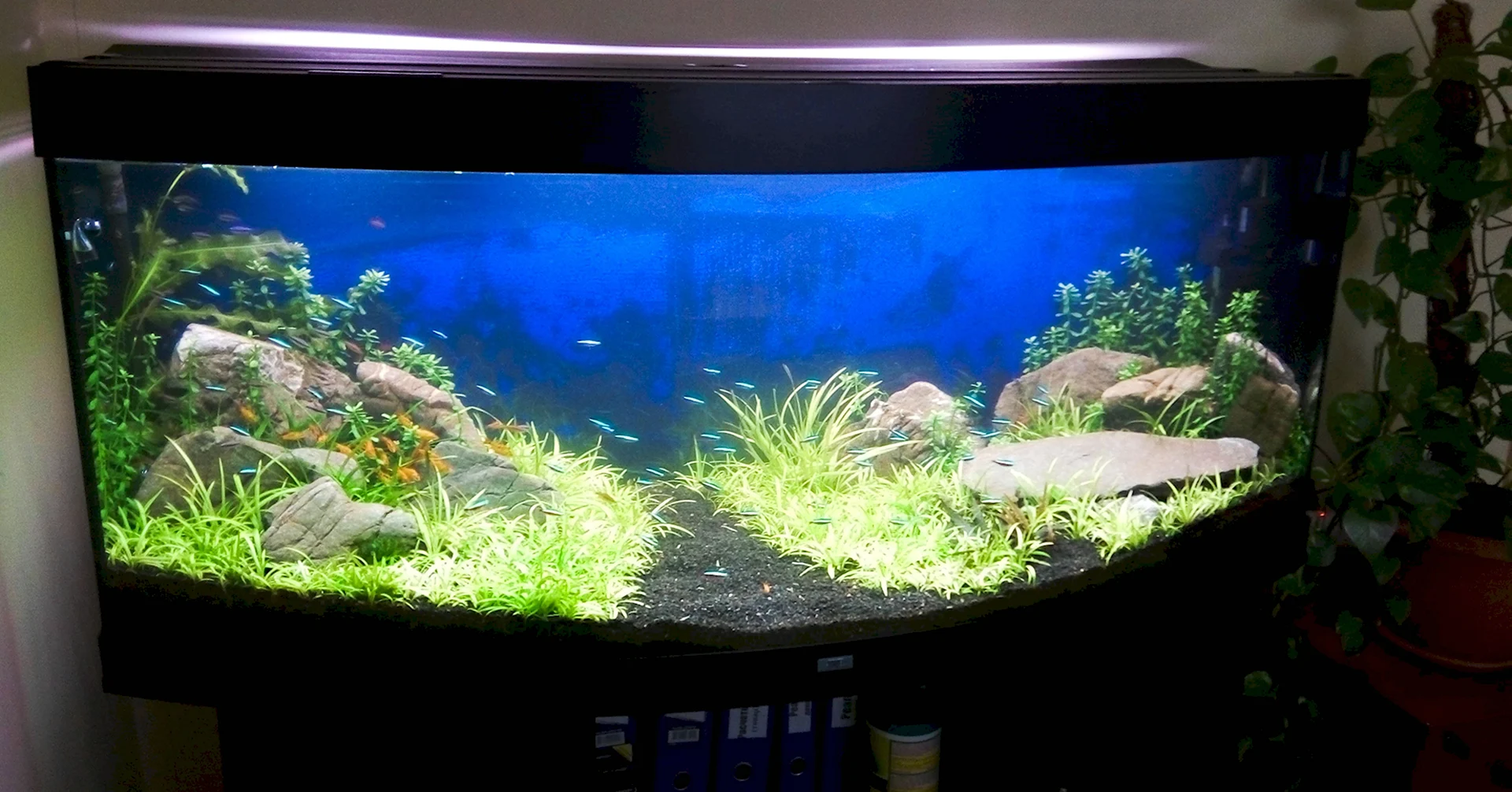 Акваскейп 300л аквариум