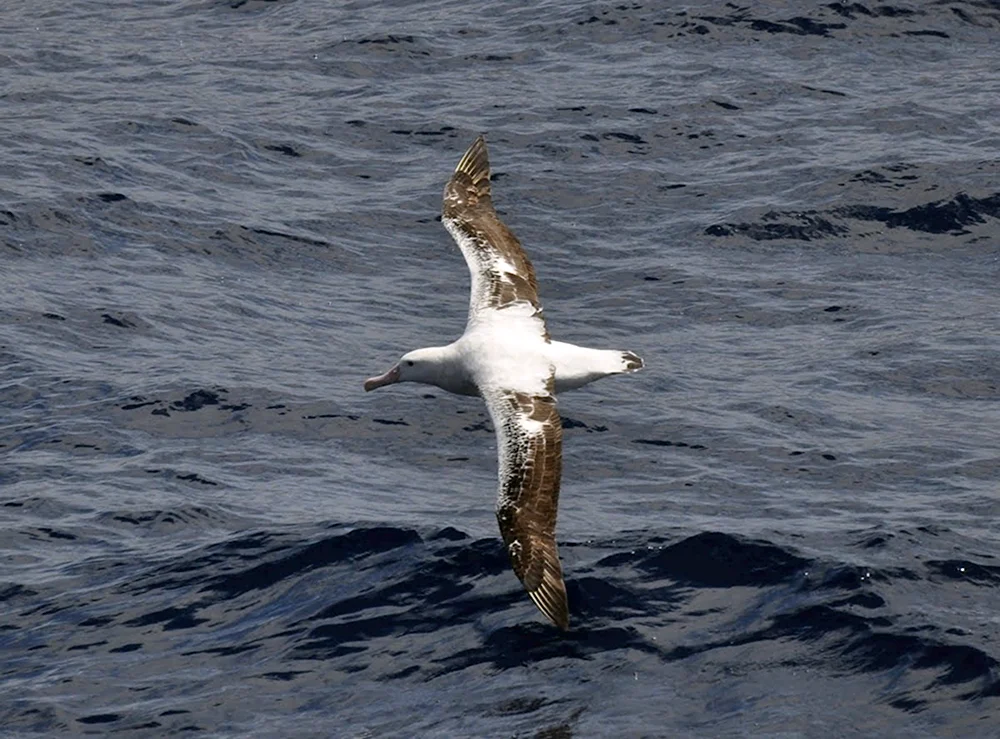 Альбатрос Albatross 2011