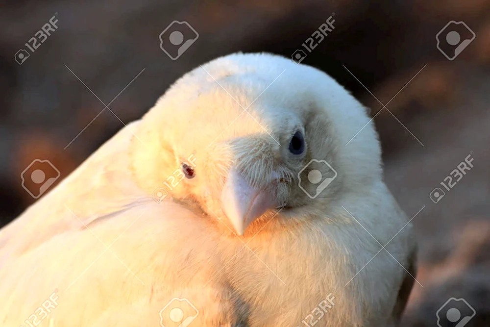 Альбинос птица