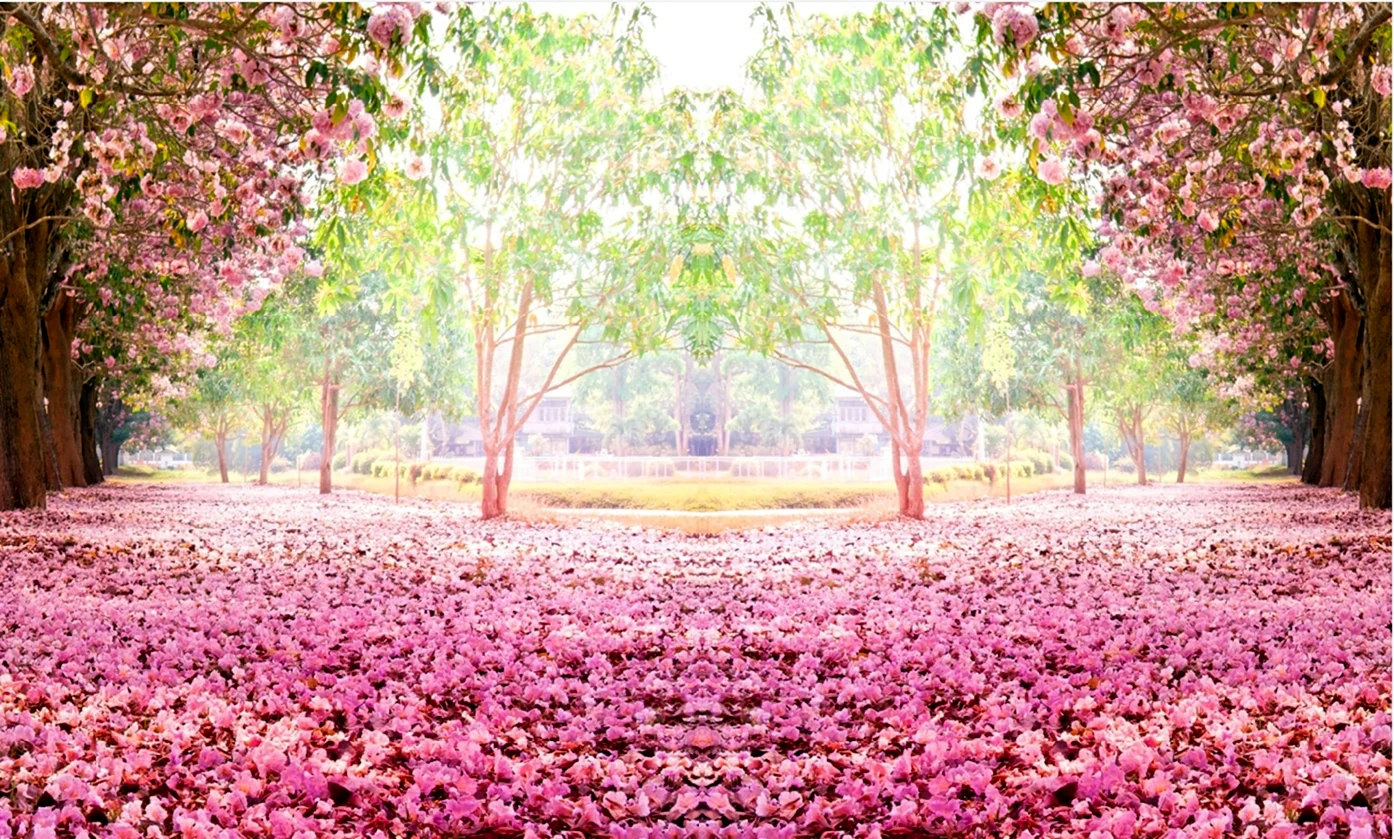Аллея розовых деревьев