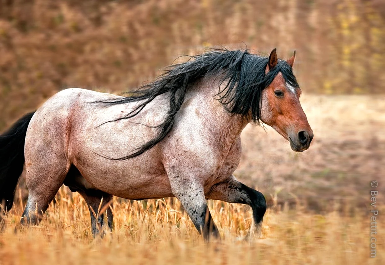 Американский Мустанг лошадь