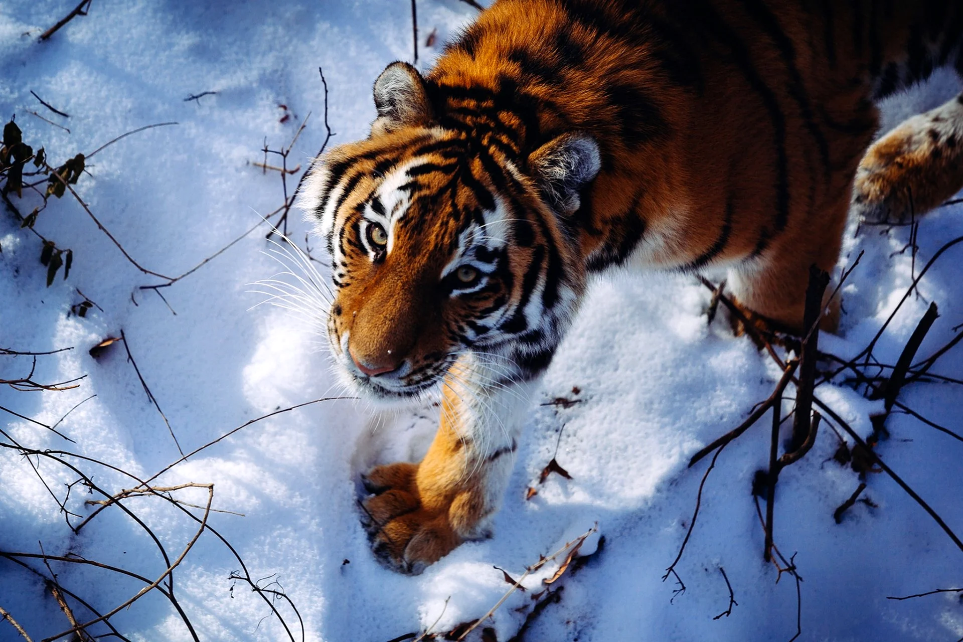 Амурский тигр Амур