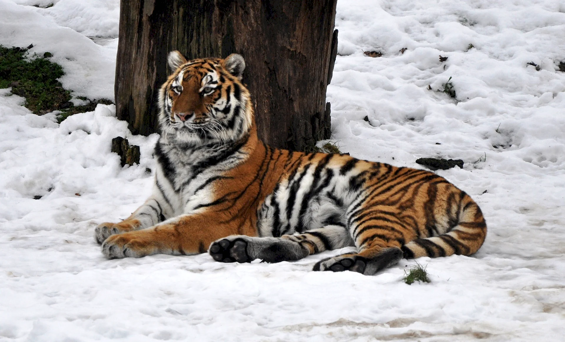 Амурский тигр Panthera Tigris