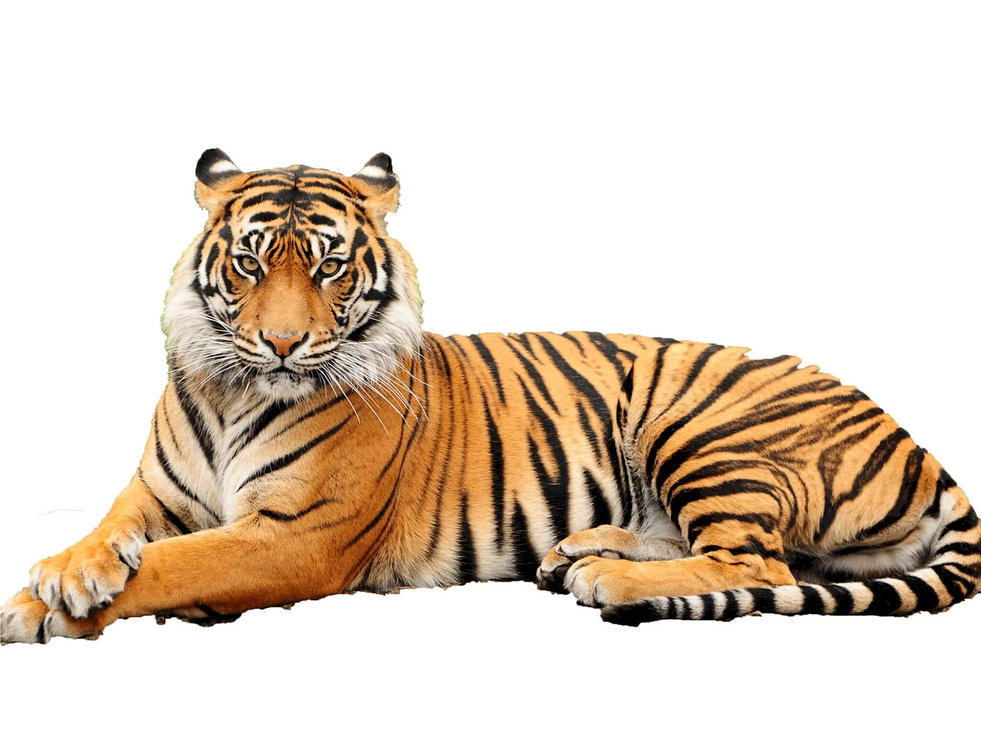 Амурский Уссурийский тигр на белом фоне