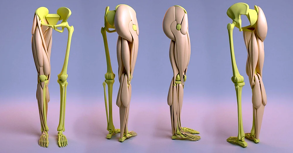 Анатомическая нога