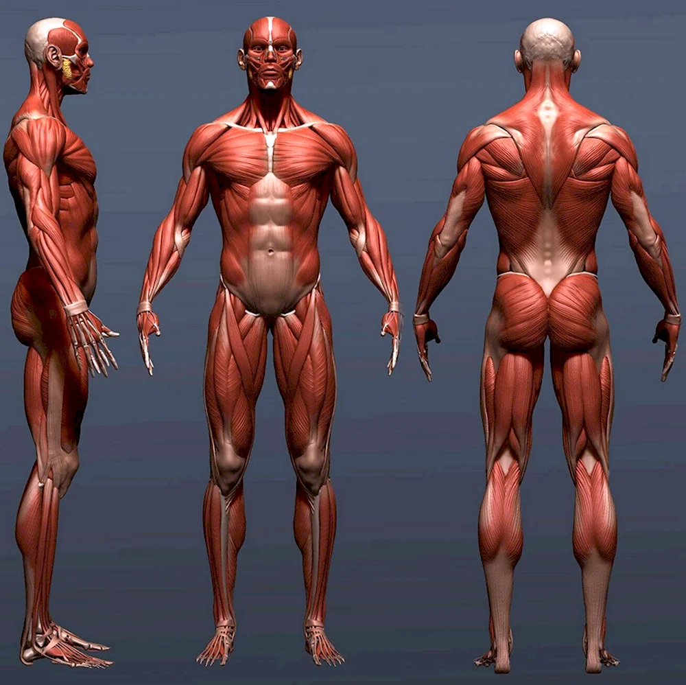 Анатомия человека для 3d скульптинга