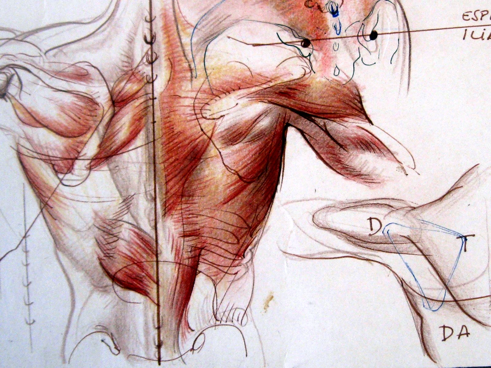 Анатомия дюваль
