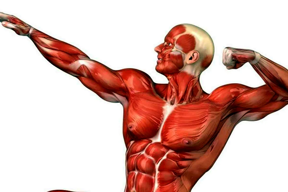 Анатомия мышцы человека культуриста