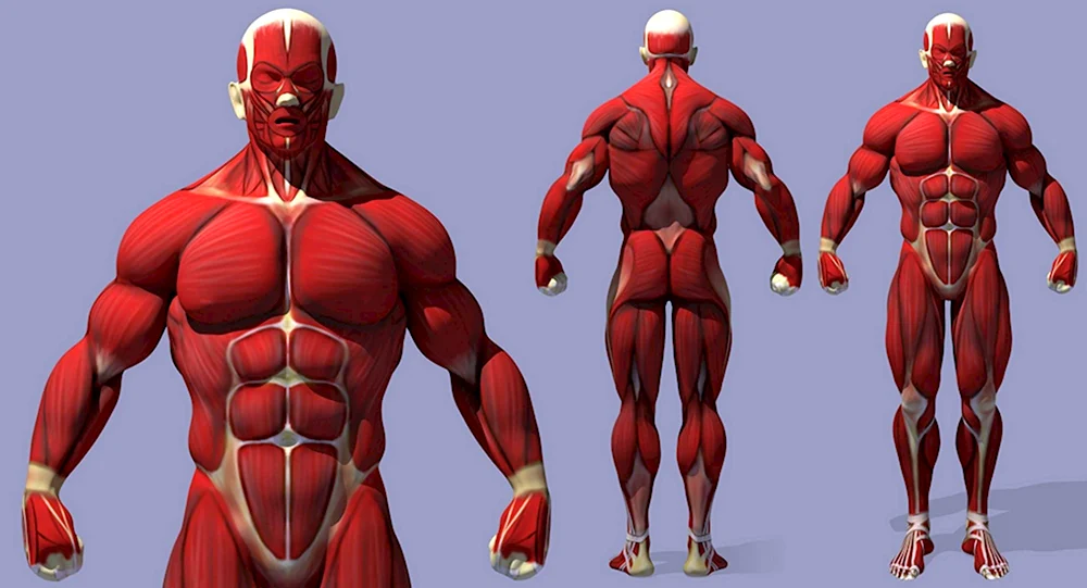 Анатомия референс мышцы