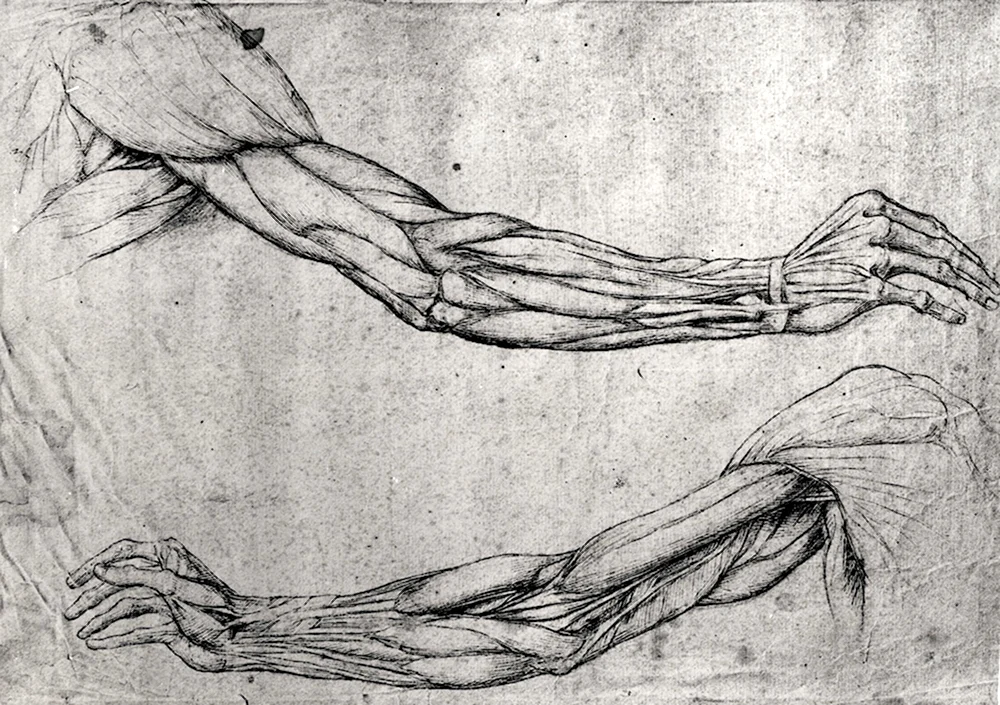 Анатомия рук Леонардо да Винчи