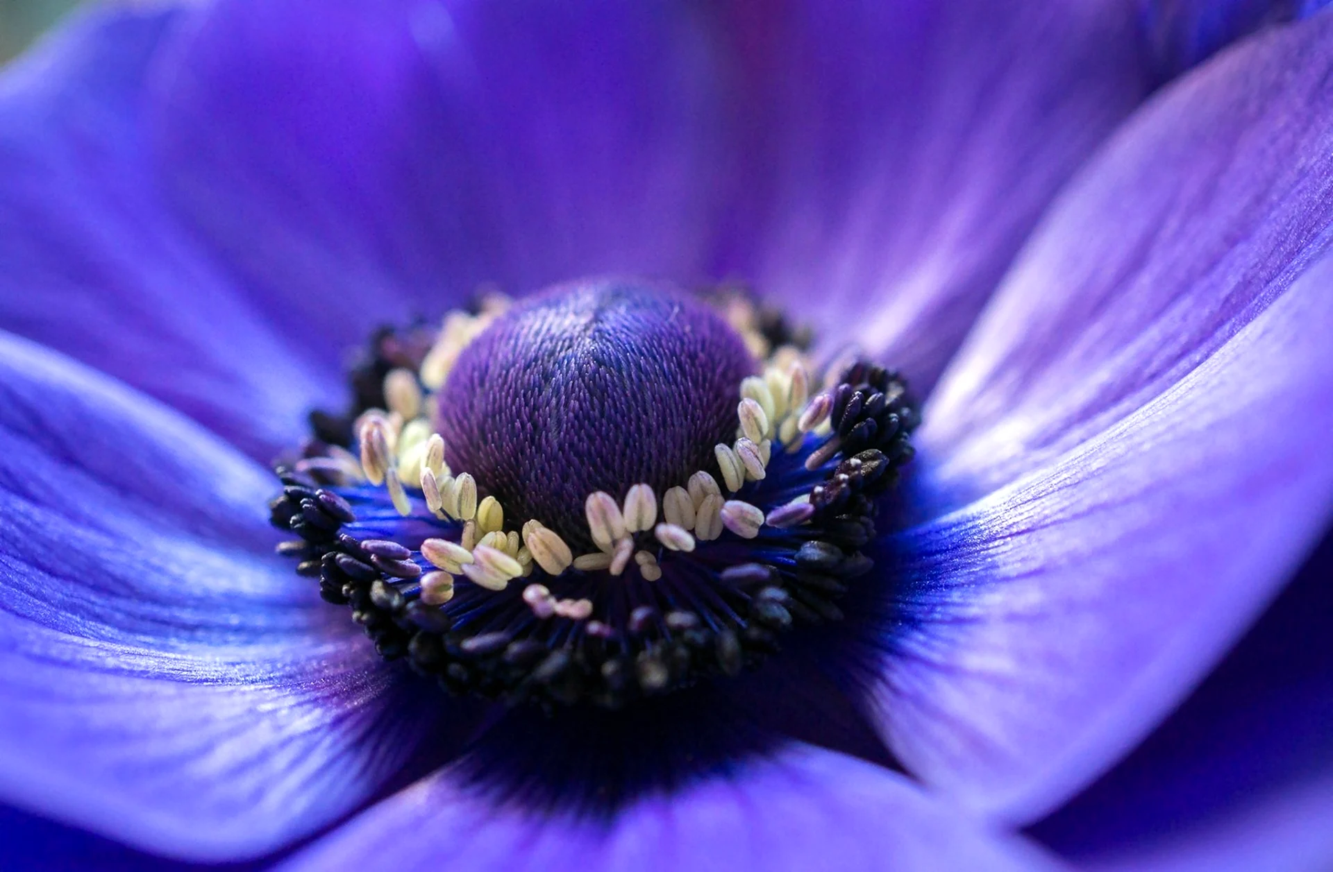 Anemones цветы синие