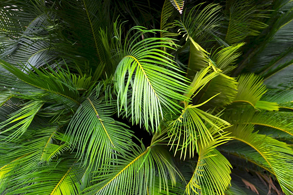 Ангиоптерис папоротник пальмовый