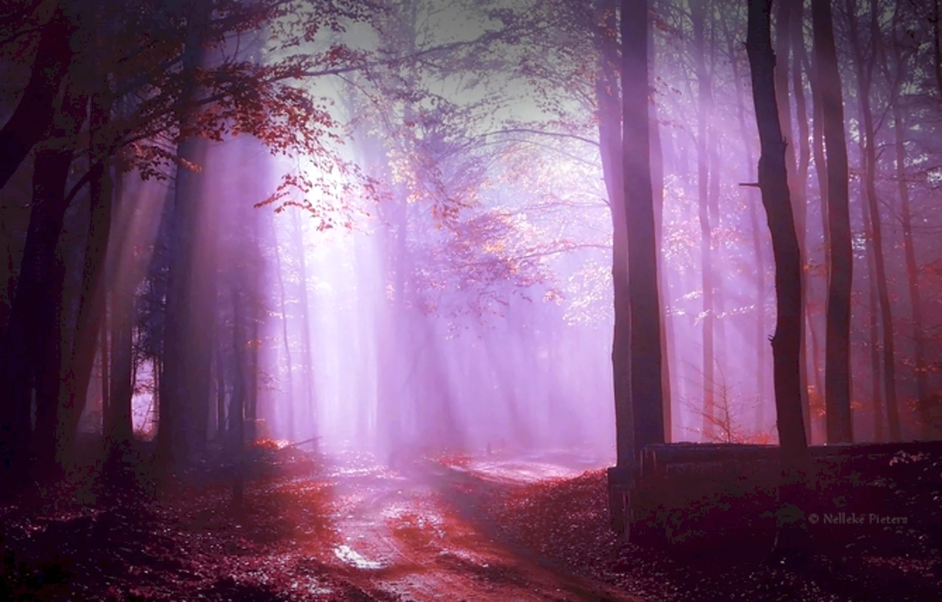 Анимешный туманный лес фон