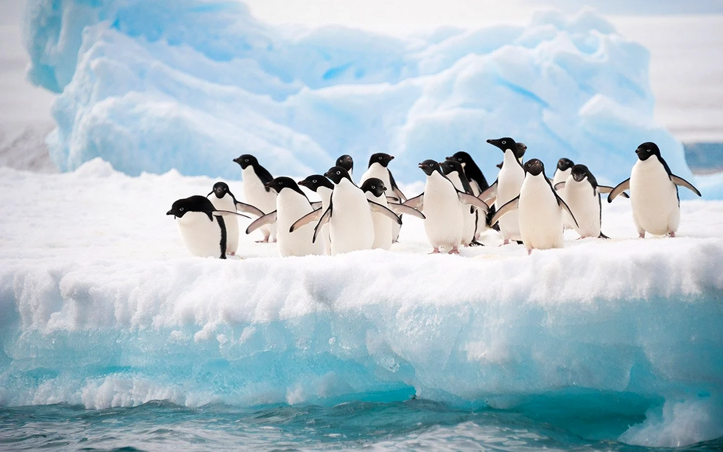 Антарктика пингвины на льдине