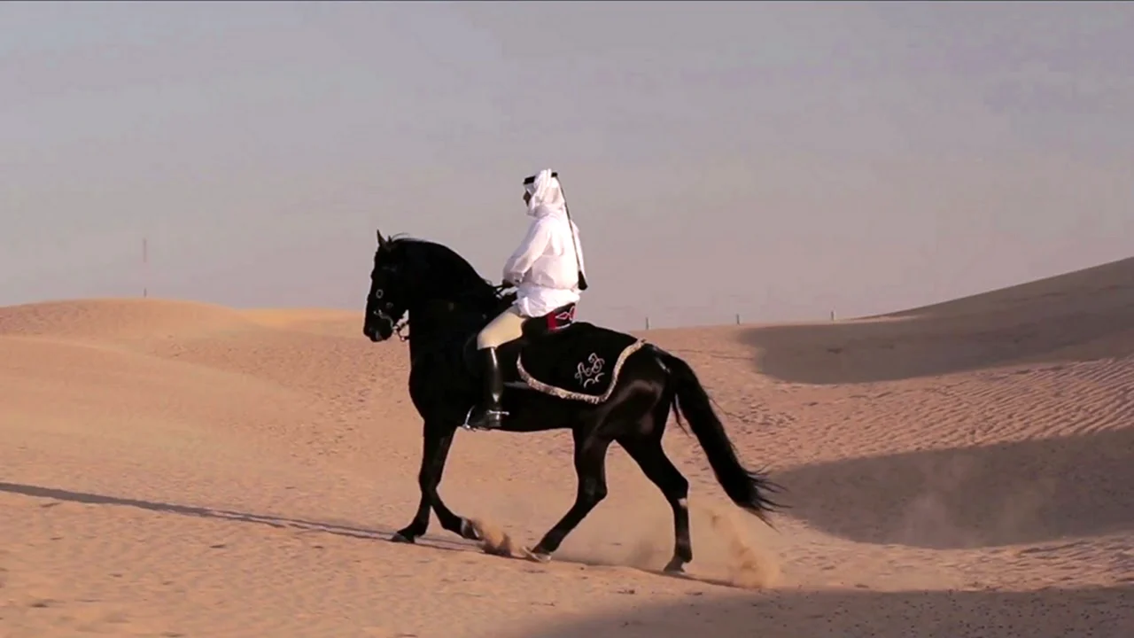Арабский скакун в пустыне