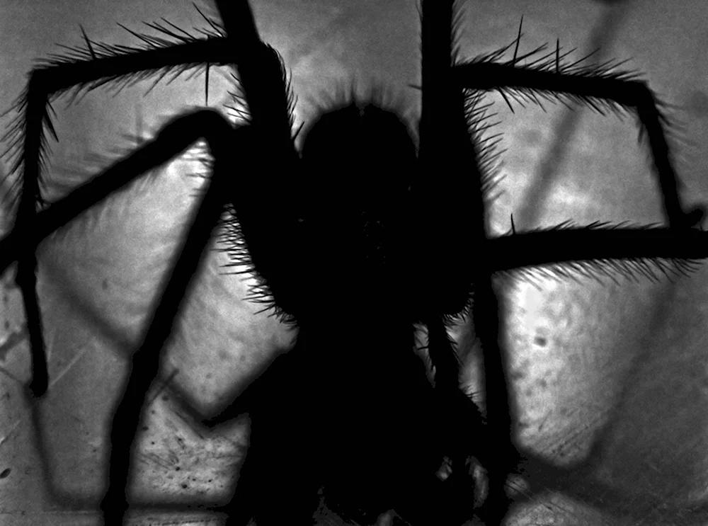 Арахнофобия страх пауков