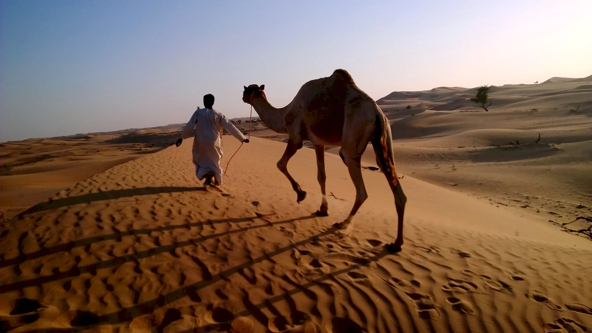Аравийская пустыня верблюд