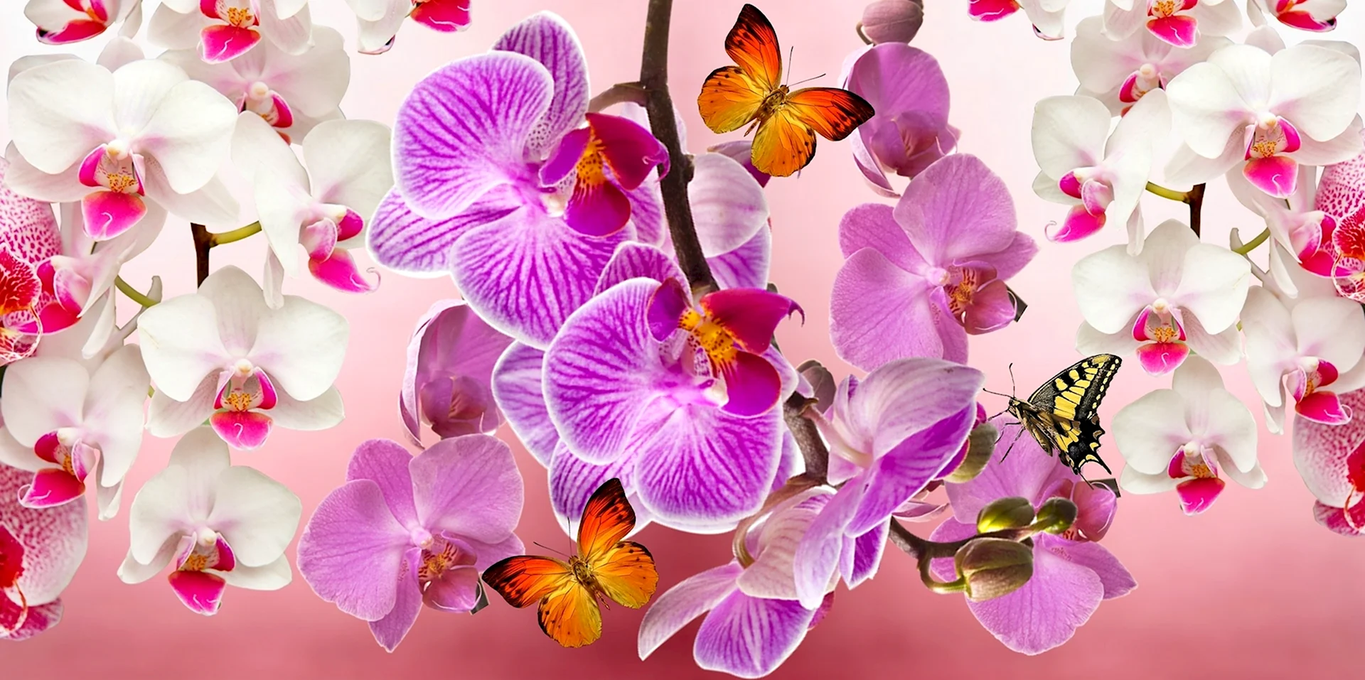 Ареал орхидеи