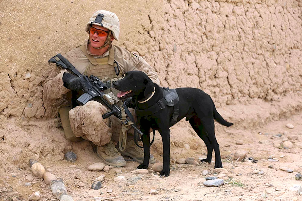 Армейская собака