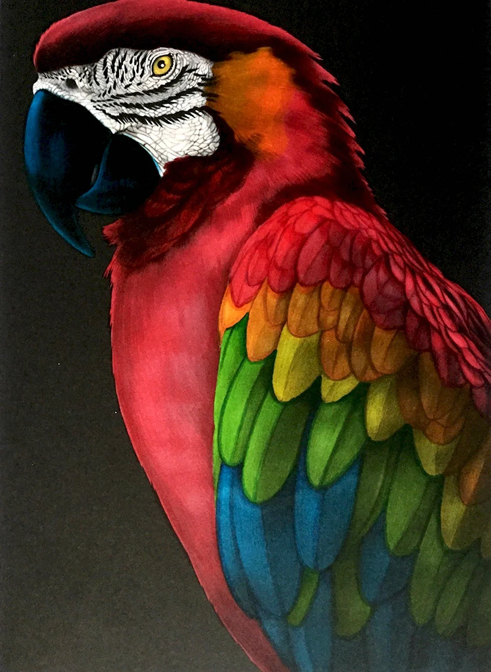Арты попугаев ара