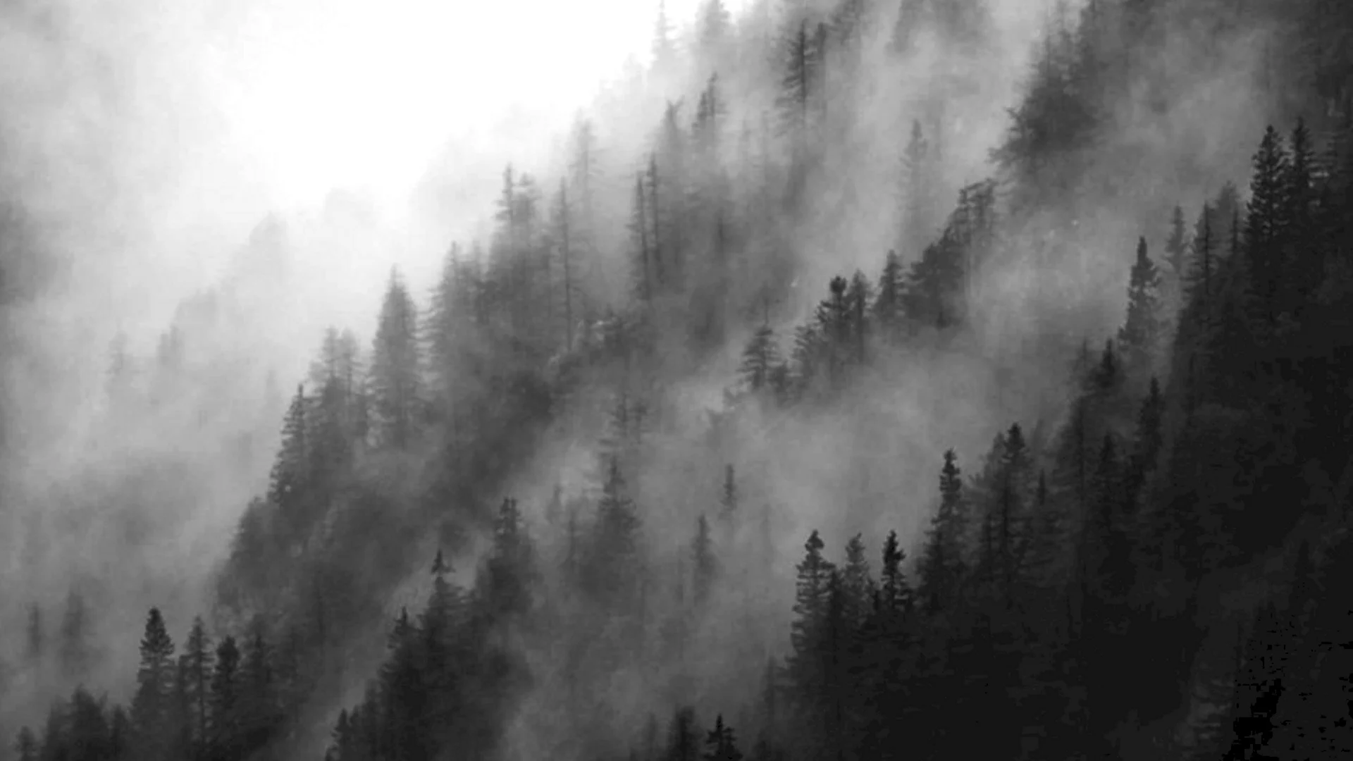 Atmospheric Black Metal лес