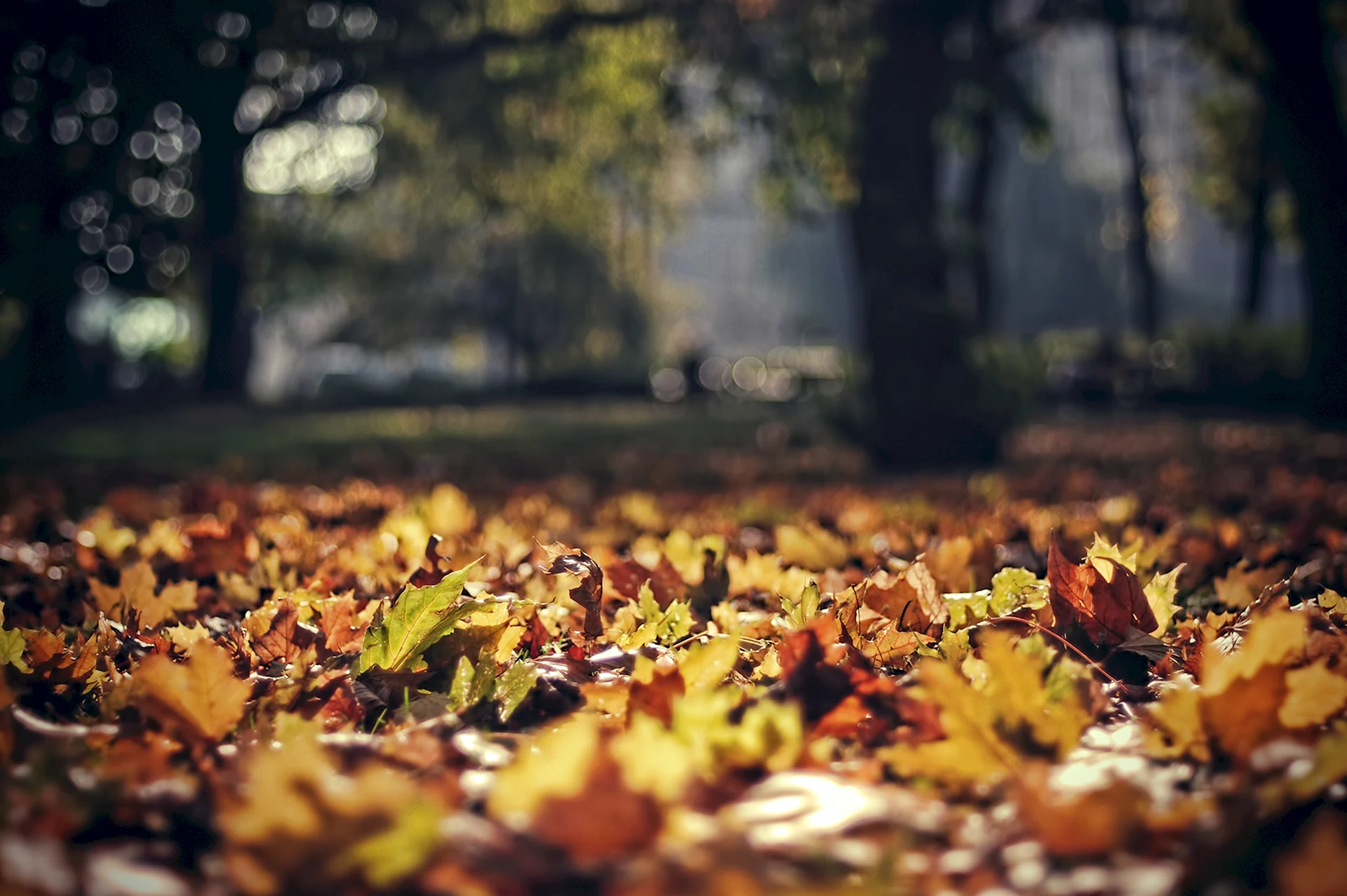 Autumn leaves bokeh Photography