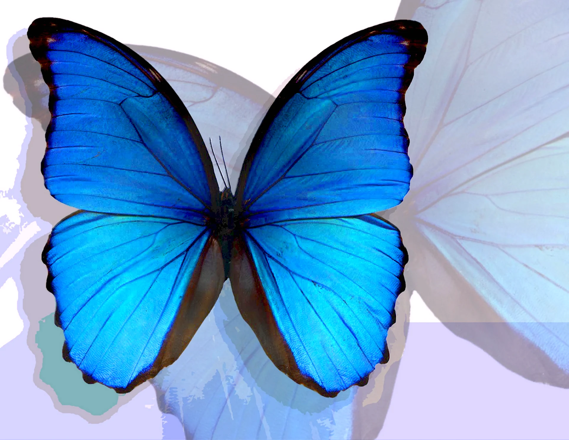 Бабочка Баттерфляй голубая
