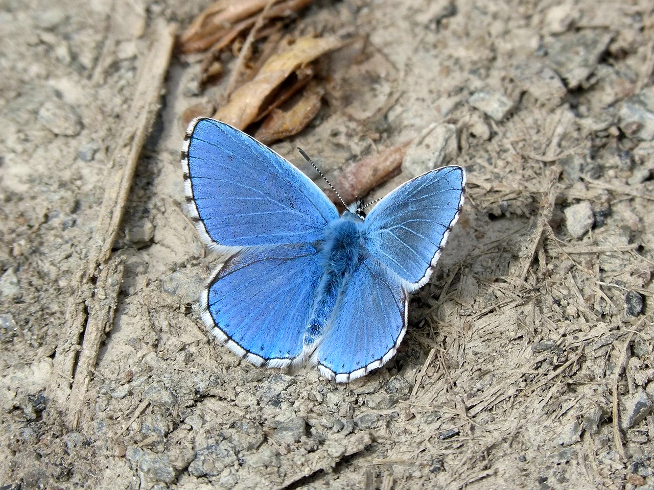 Бабочка голубая орденская