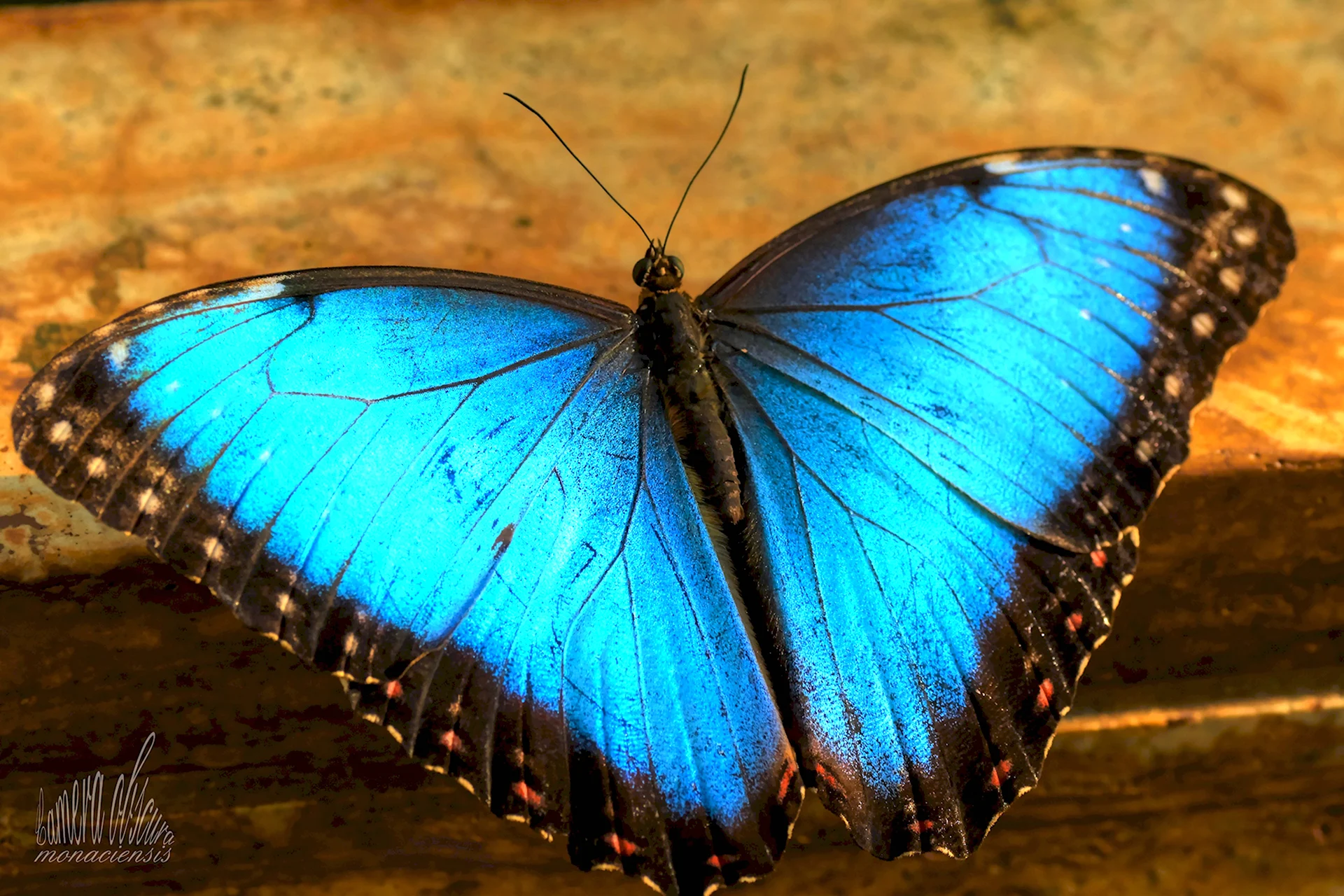 Бабочка Клейна лиловоточечная
