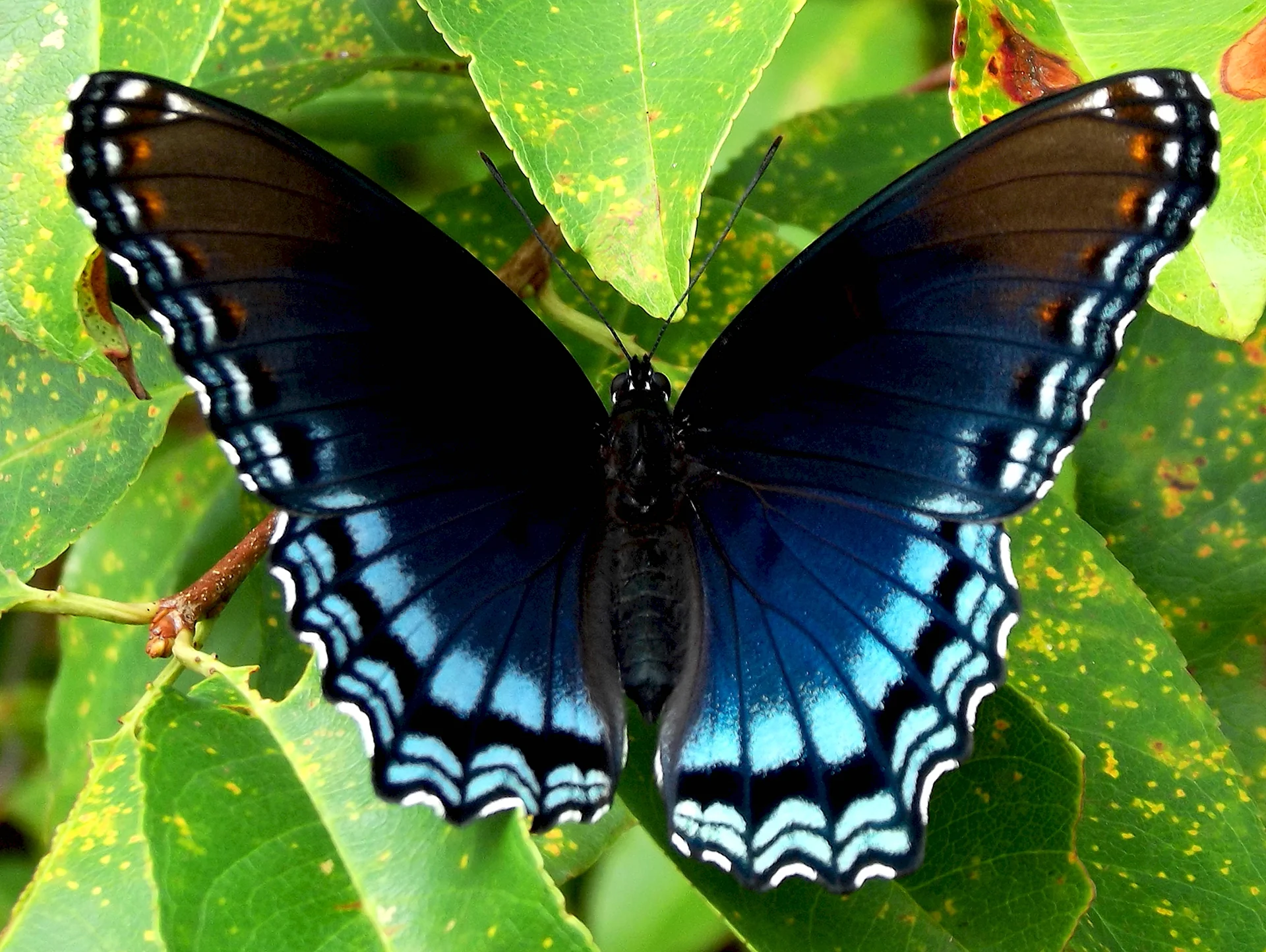 Бабочка Limenitis Баттерфляй