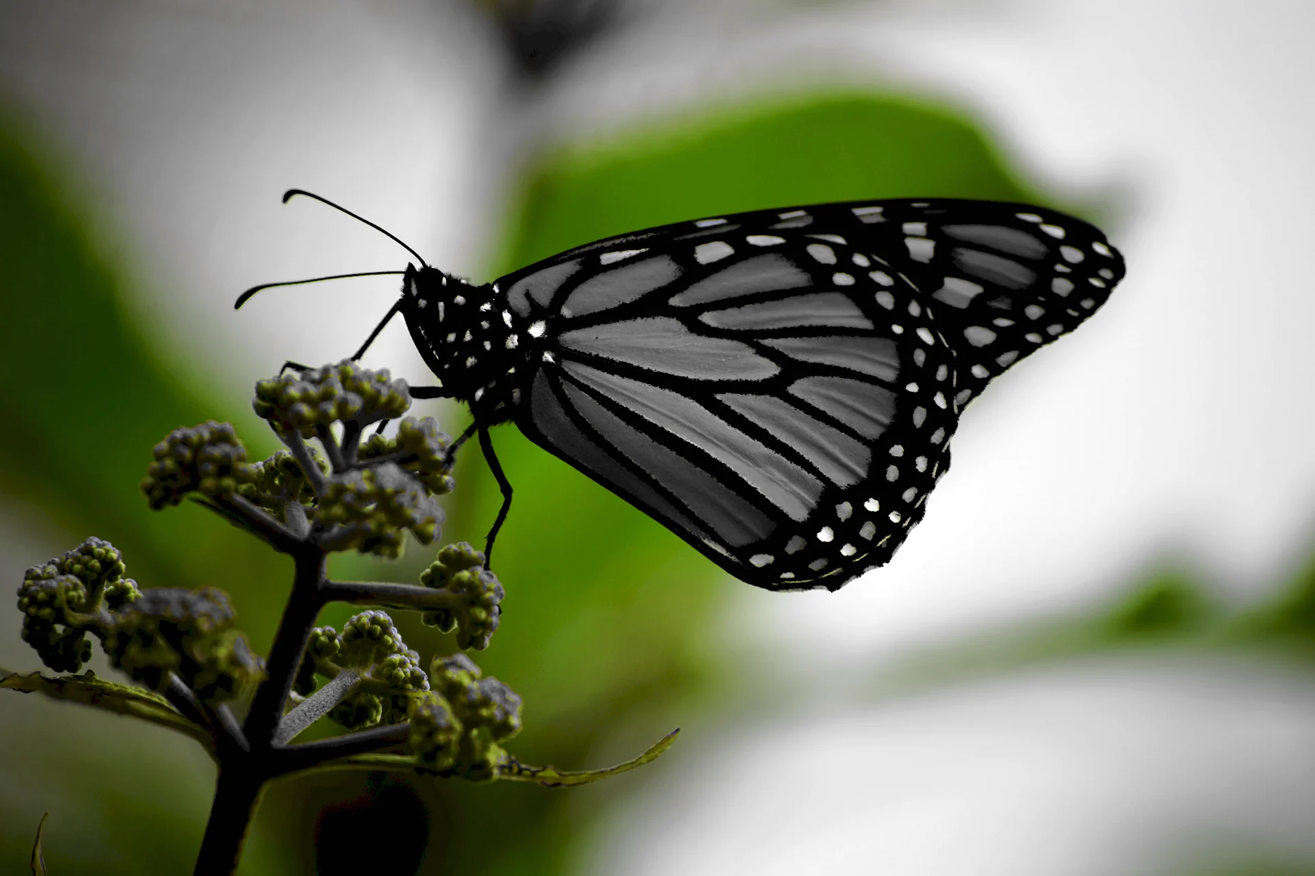 Бабочка Монарх белая
