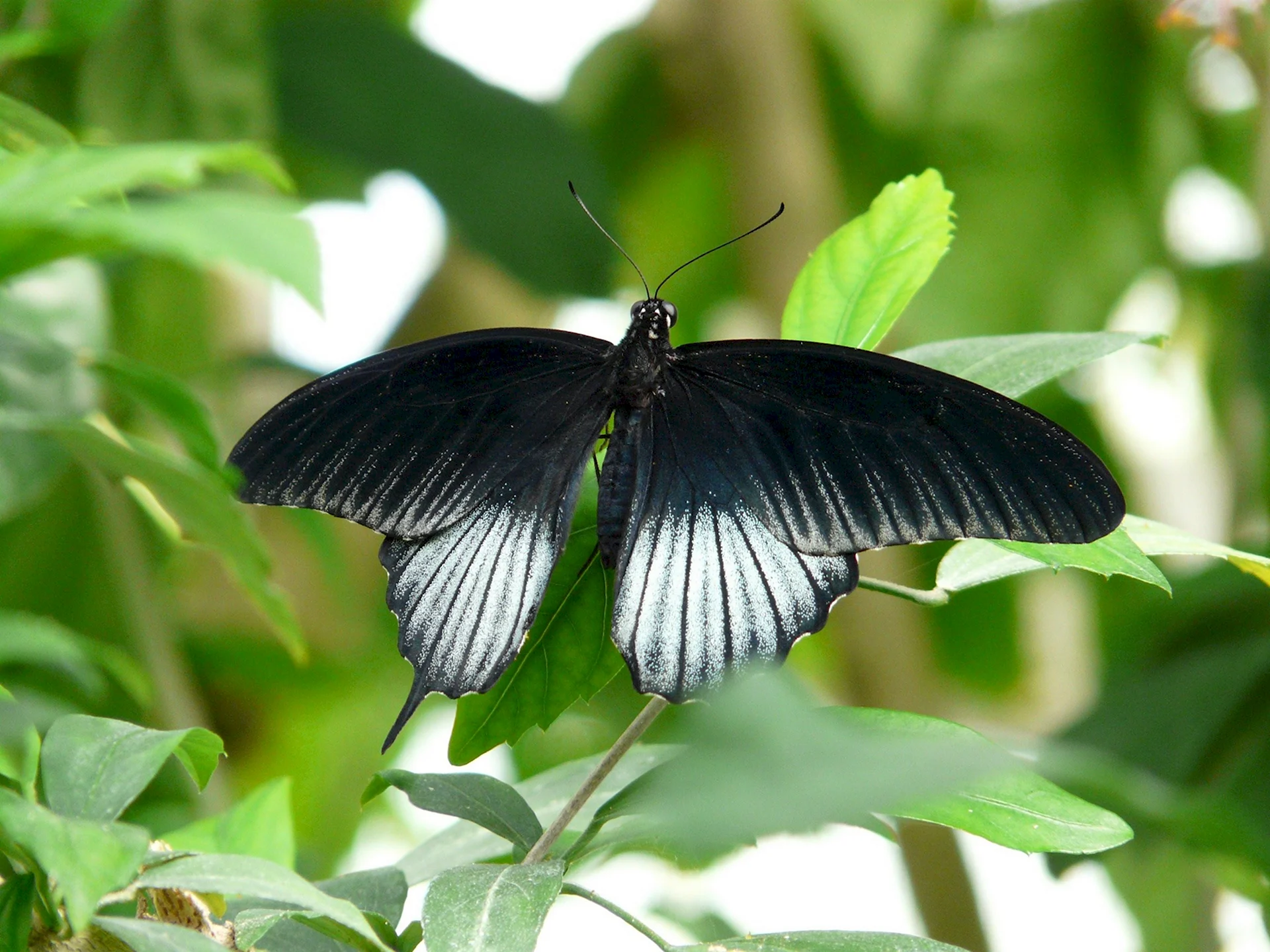 Бабочка Papilio ascalaphus