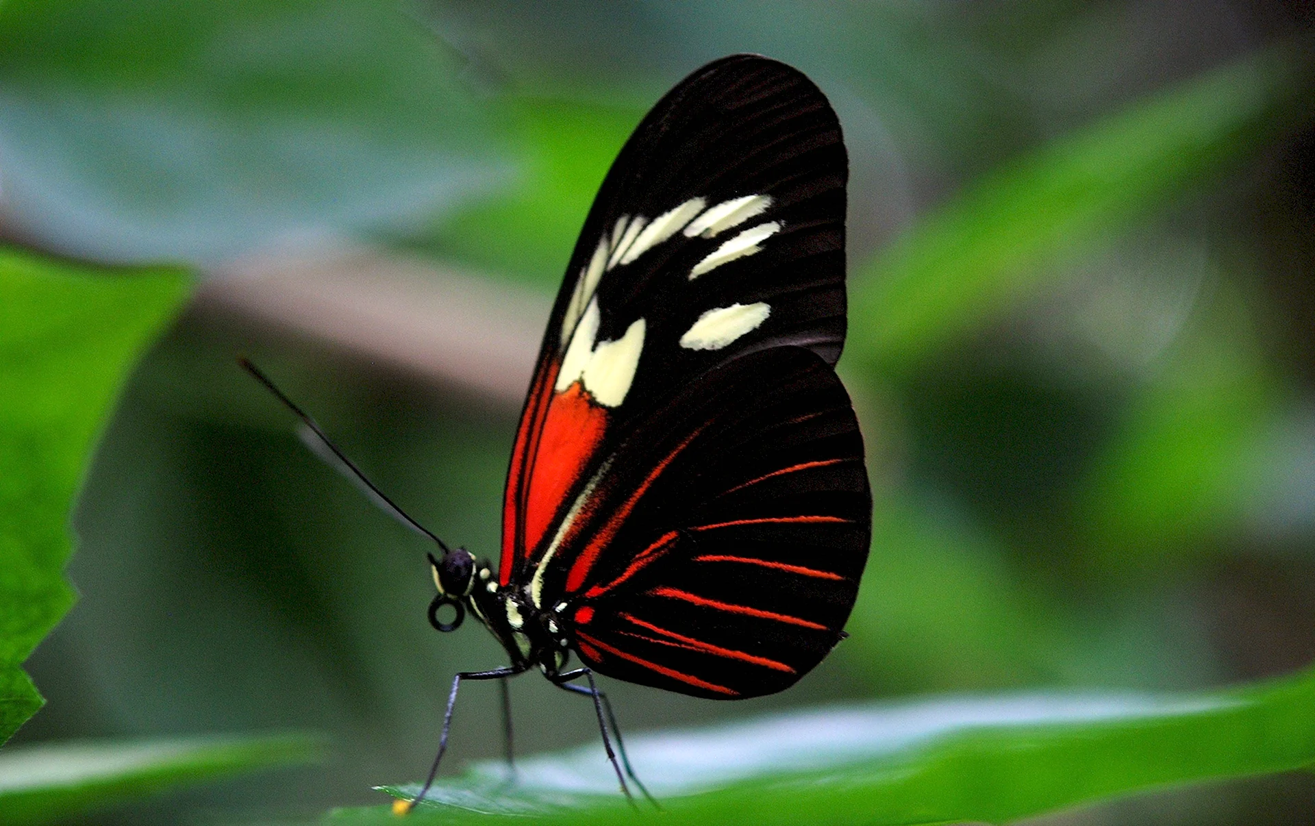 Бабочка парусник Румянцева Papilio Rumanzovia