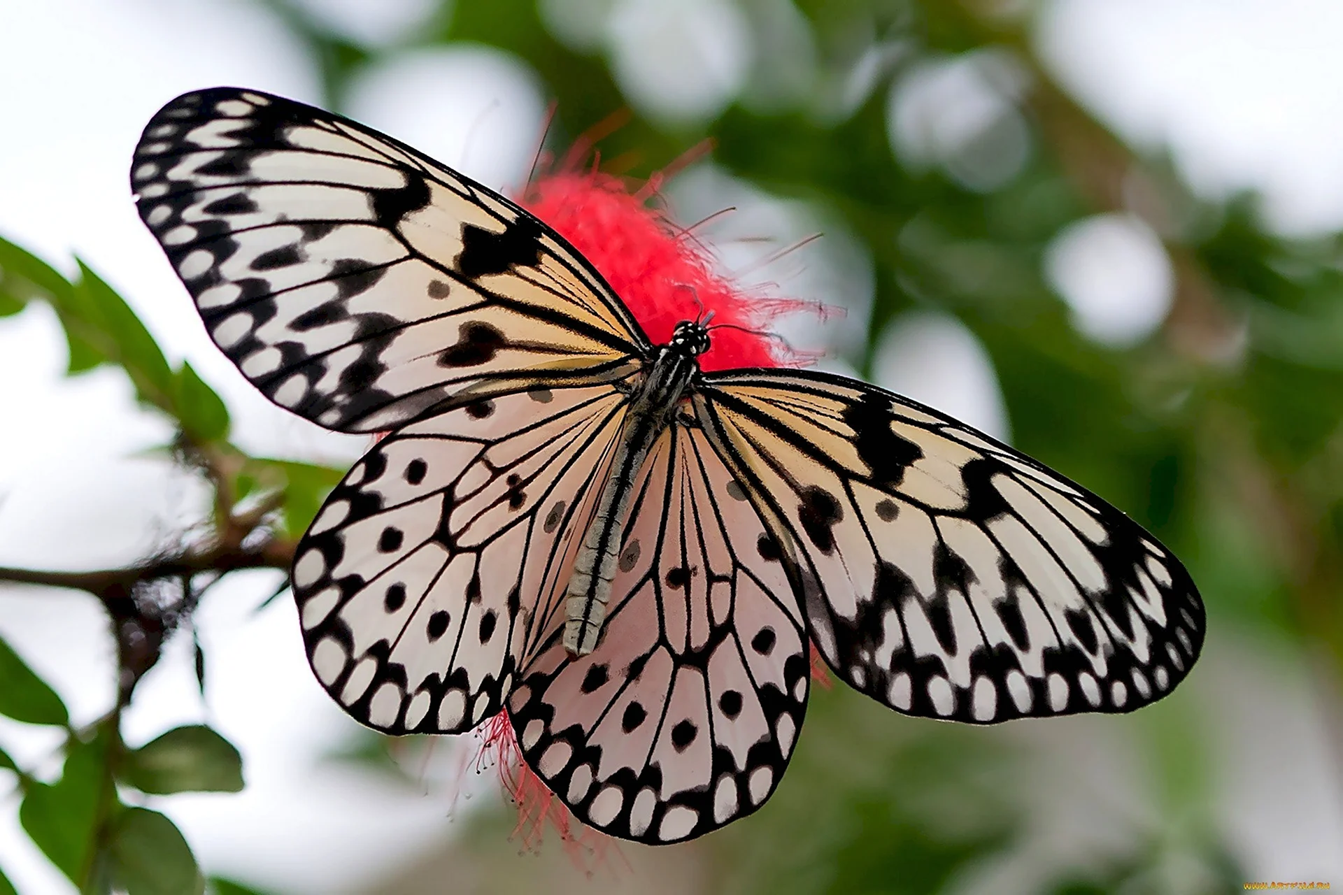 Бабочка с белыми крыльями и черными прожилками