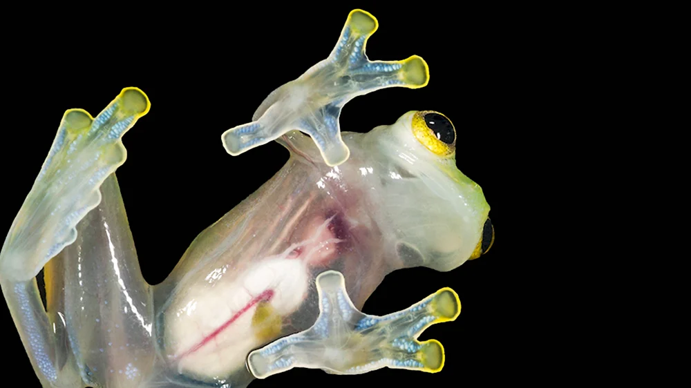 Бахромчатая стеклянная лягушка