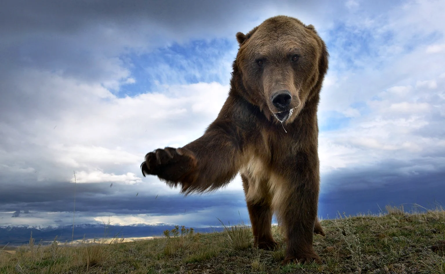 Балто медведь Гризли