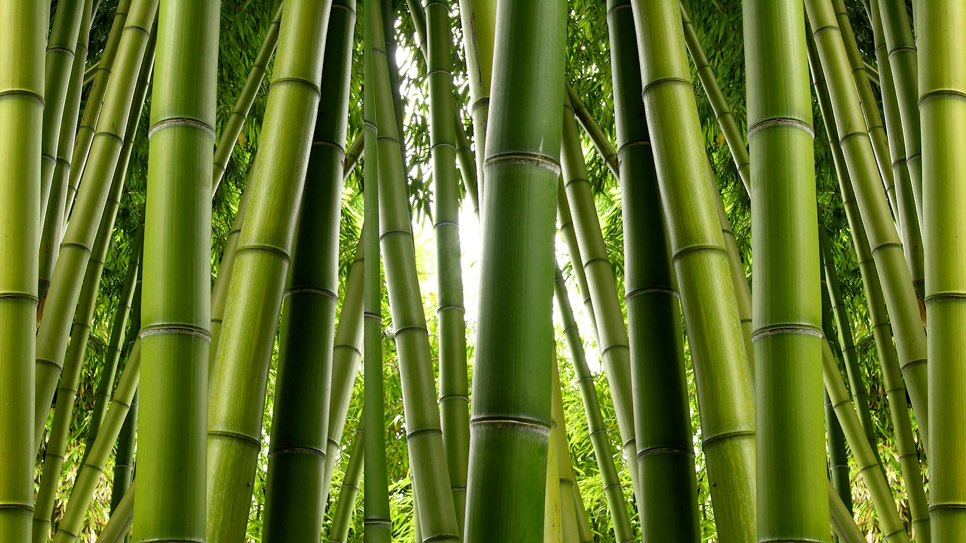Bamboo Bamboo. Bamboo LP