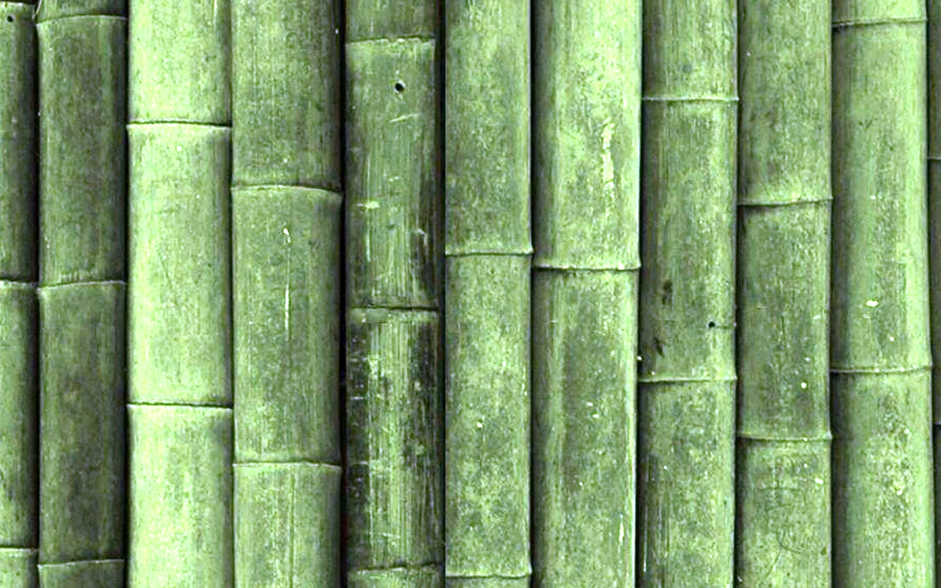 Бамбук баннер