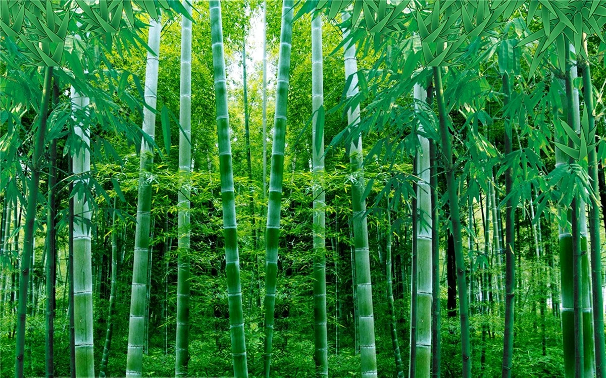 Бамбук панорама