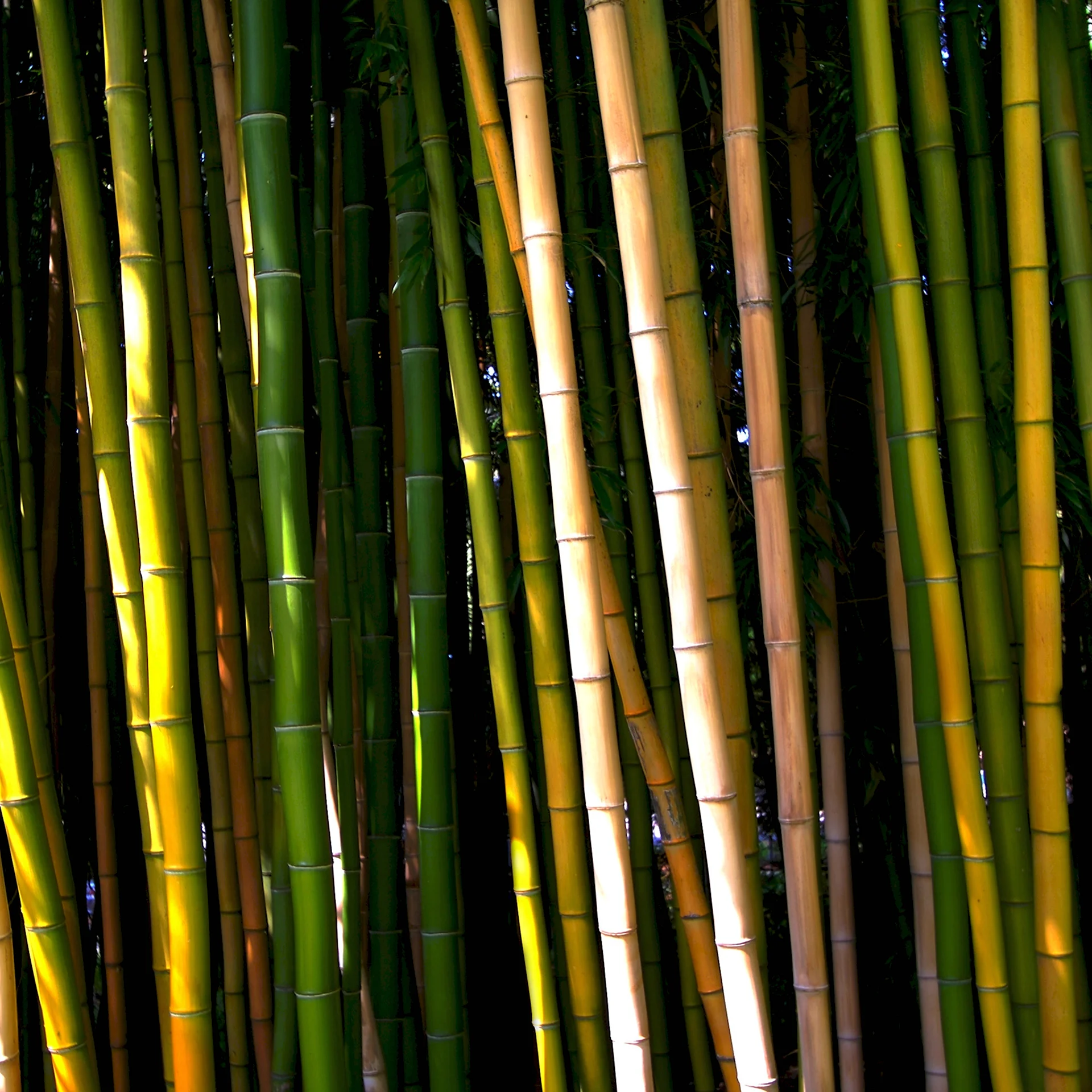 Бамбук тростниковый